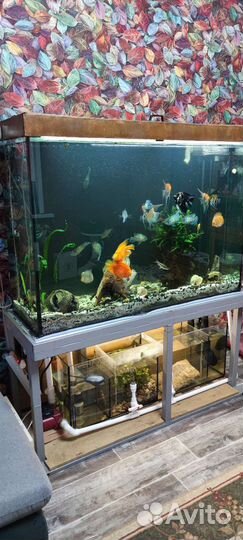 Аквариум