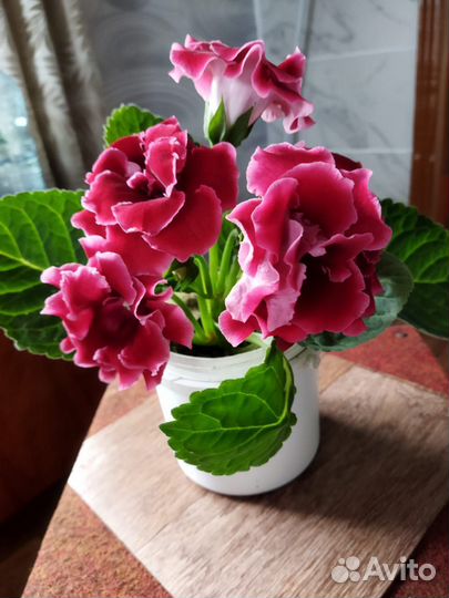 Глоксиния махровая