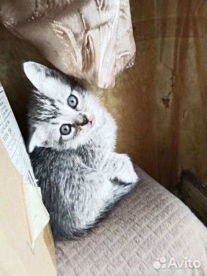 Милые котятки