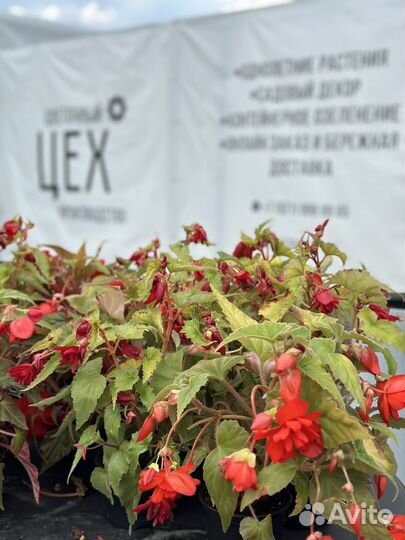 Цветочная рассада. Декор. Садовый центр