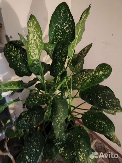 Диффенбахия