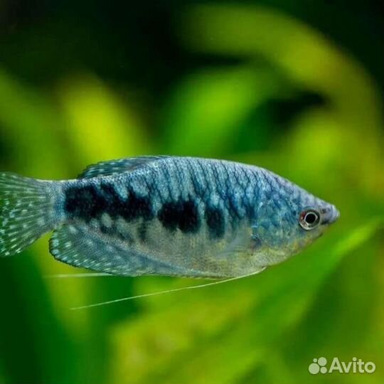 Аквариумная рыбка