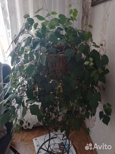 Циссус ромболистный