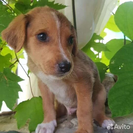 Маленький мальчик с размера кошки