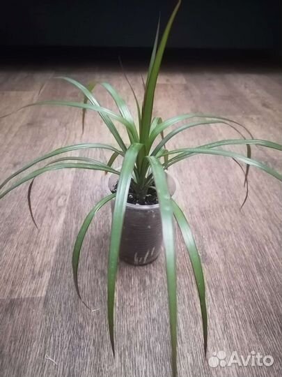 Драцена маргината