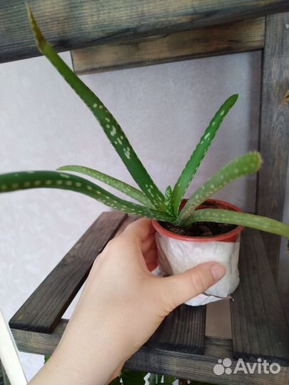 Комнатные растения