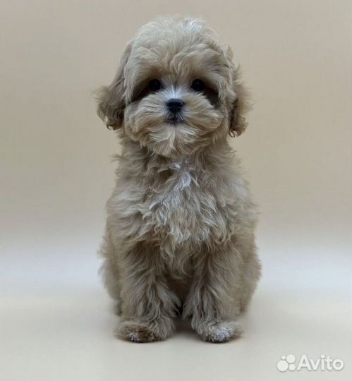 Мальтипу f1 mini