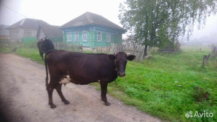 Коровы и телки