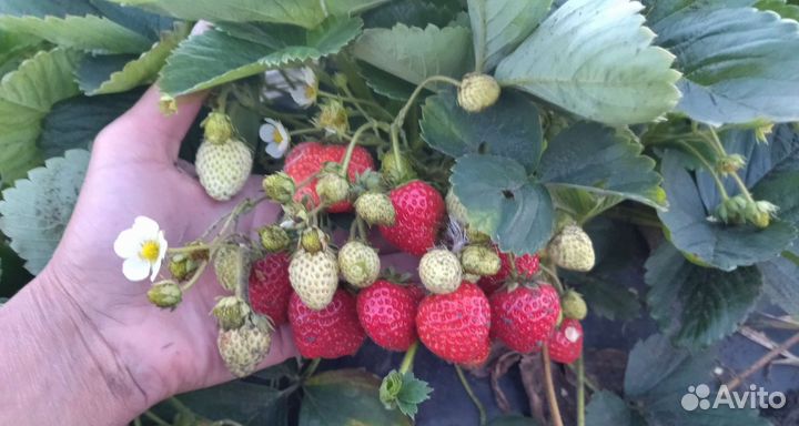 Саженцы ремонтантной клубники