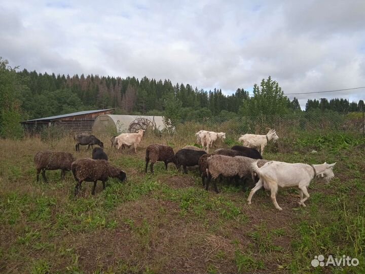 Овцы и козы