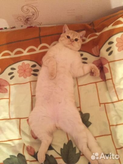 Чистокровный шотландец, вязка