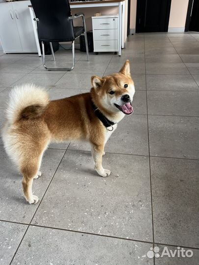 Сиба-ину вязка