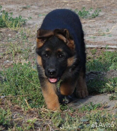 Немецкая овчарка девочка