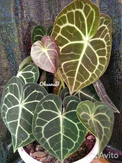 Антуриум кларинервиум