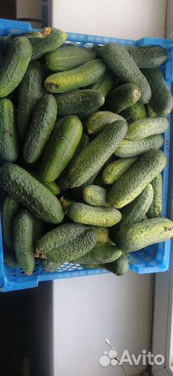 Огурцы, кабачки, картофель молодой, перец