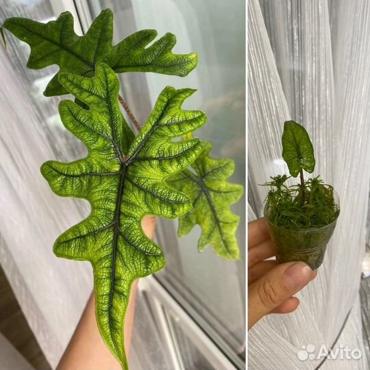 Антуриум экзота, лиметта, купера