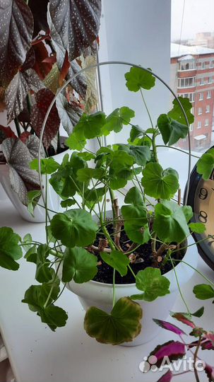 Цветы комнатные