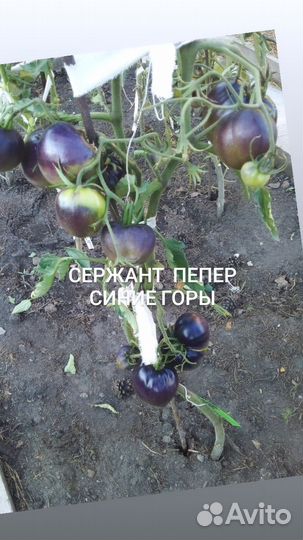 Семена помидор