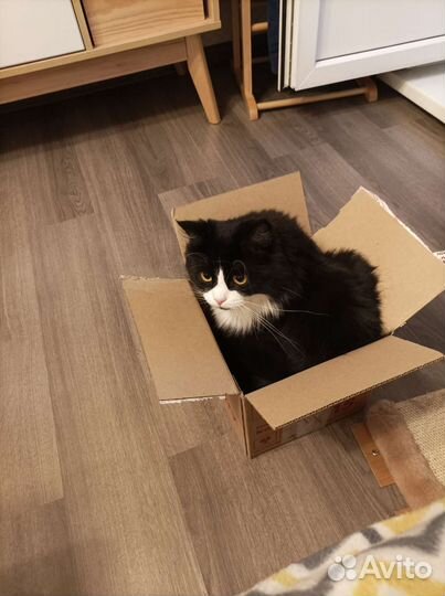 Кошка в добрые руки