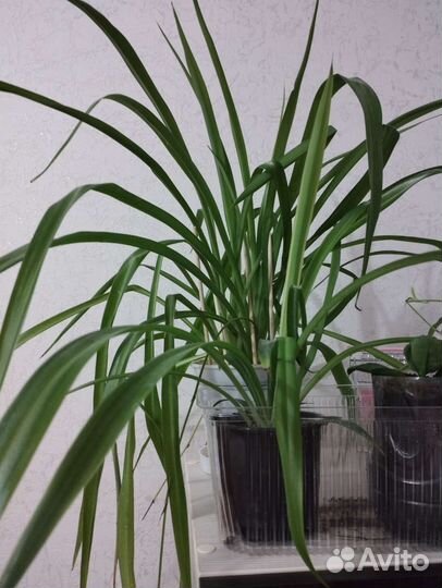 Хлорофитум