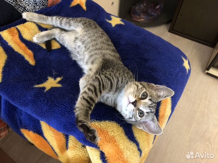Кошка в добрые руки