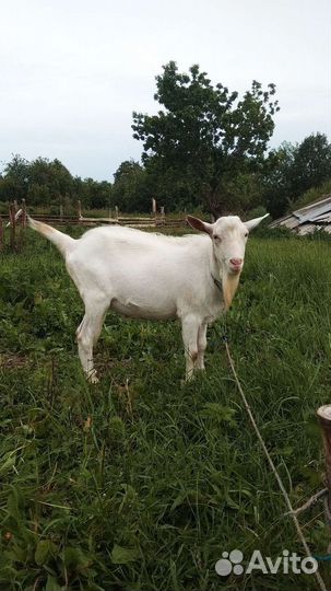 Козёл зааненский на племя. Аренда