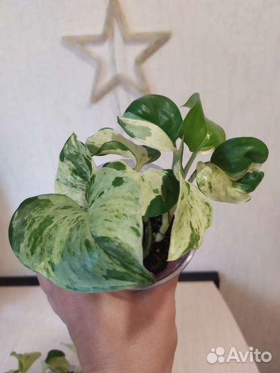 Сциндапсус н джой и марбл эпл или хэппи лив