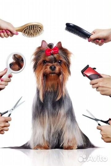 Стрижка собак учеником