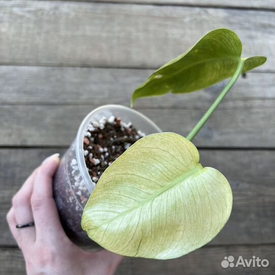 Монстера фулл минт