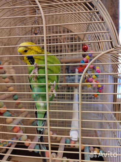 Волнистый попугай швед получех