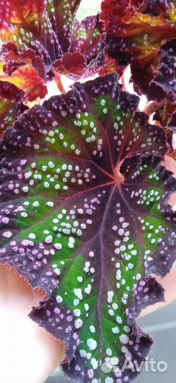 Бегония декоративно-лиственная