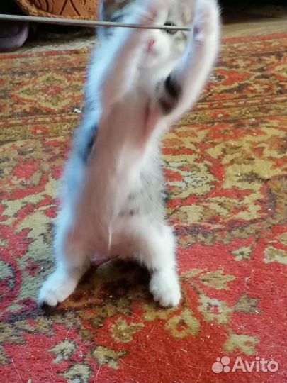 Котенок девочка