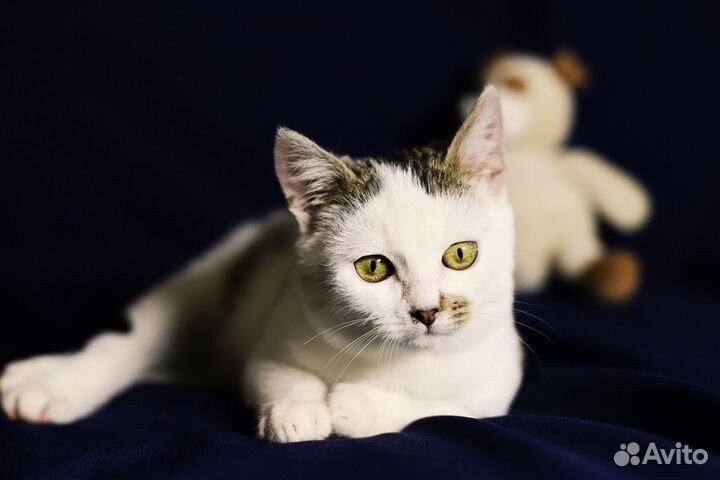 Котенок мальчик в дар