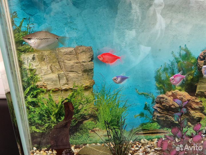 Аквариумные рыбки тернеция, барбус, сомик, бронь