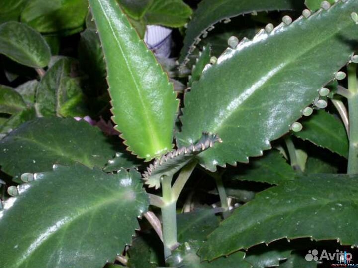 Каланхоэ, Алоэ Свежесрезанное для лечения