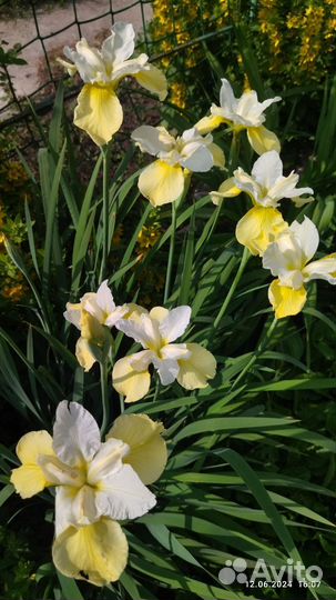 Ирис сибирский