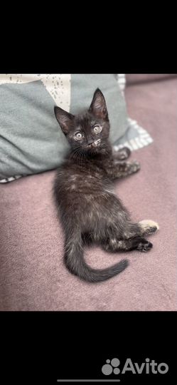 Потерялся котенок
