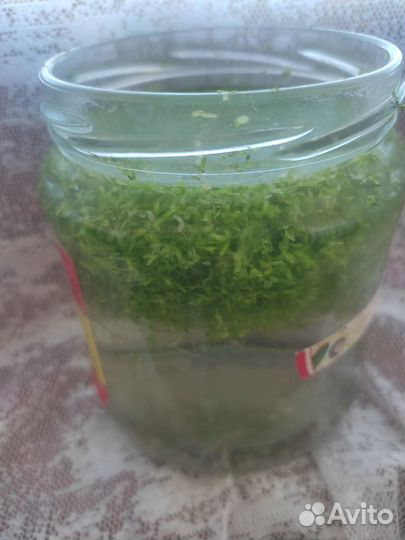 Роголистник