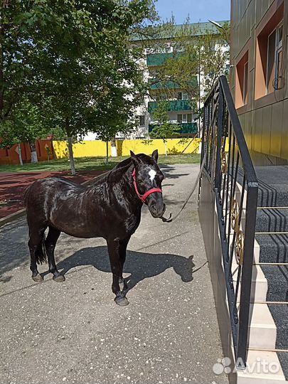 Продам лошадь