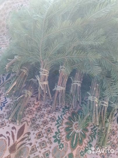 Веники для бани пихтовые