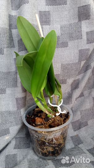 Орхидея каттлея