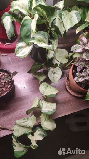 Эпипремнум хеппи лиф