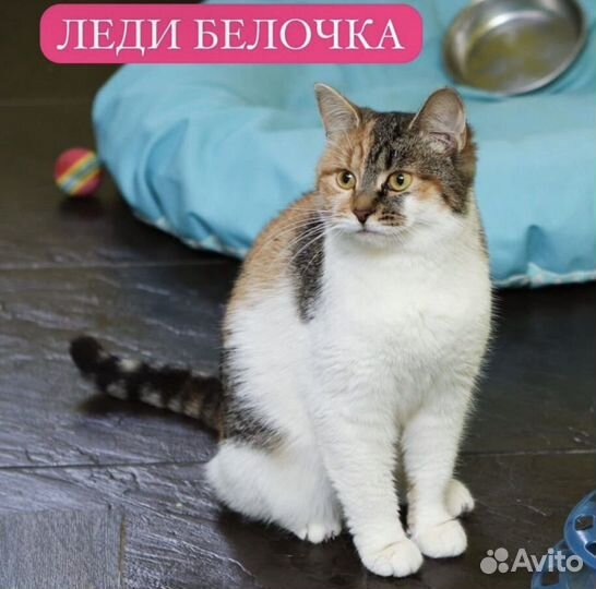 Кошечка в добрые руки