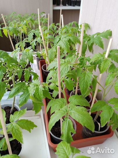 Рассада помидоров томатов