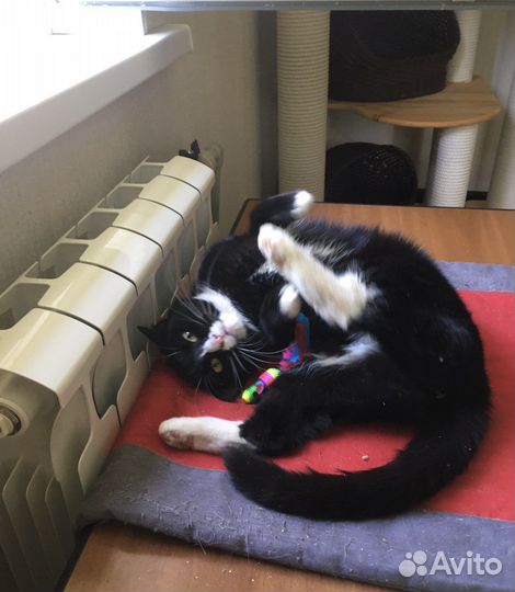 Ласковая кошечка, возраст 6 мес в добрые руки