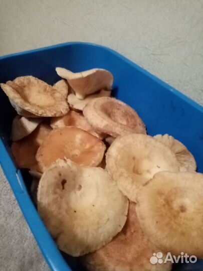 Грибы свежие красноголовики и волнушки