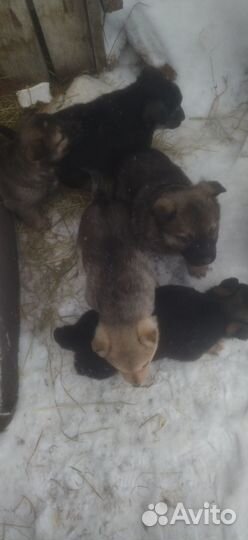 Щенок девочка