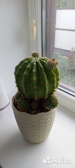 Комнатные цветы