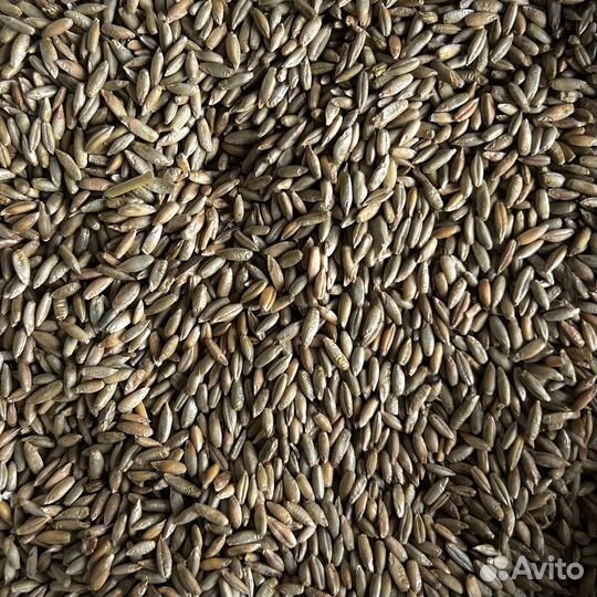 Рожь, горчица, семена льна и другие