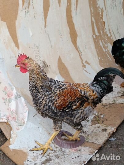 Петухи